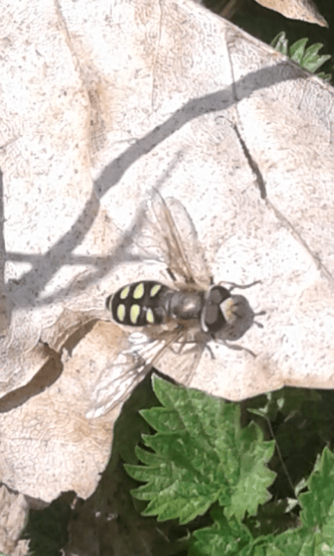 Syrphidae : Eupeodes luniger? S, m & f